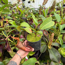 Load image into Gallery viewer, N. eymae x veitchii - dark peristome EP Rooted Cutting
