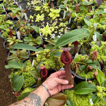 Load image into Gallery viewer, #1 N. {[(lowii x boschiana) x veitchii] x [(veitchii x maxima) x veitchii]} x edwardsiana EP SPECIMEN
