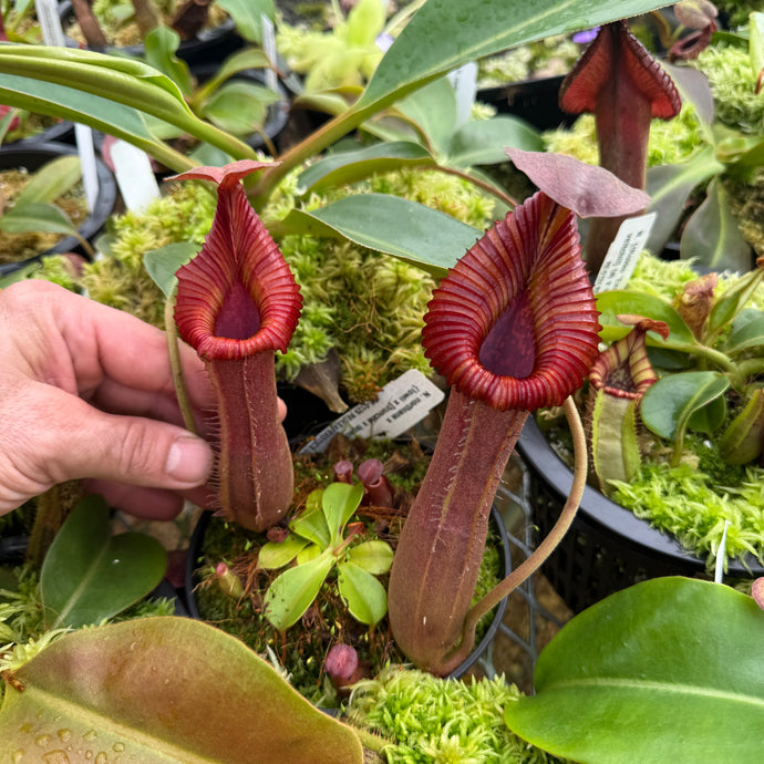 #1 N. {[(lowii x boschiana) x veitchii] x [(veitchii x maxima) x veitchii]} x edwardsiana EP SPECIMEN