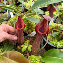 Load image into Gallery viewer, #1 N. {[(lowii x boschiana) x veitchii] x [(veitchii x maxima) x veitchii]} x edwardsiana EP SPECIMEN
