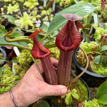 Load image into Gallery viewer, #1 N. {[(lowii x boschiana) x veitchii] x [(veitchii x maxima) x veitchii]} x edwardsiana EP SPECIMEN
