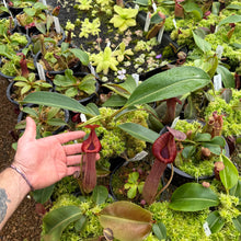 Load image into Gallery viewer, #1 N. {[(lowii x boschiana) x veitchii] x [(veitchii x maxima) x veitchii]} x edwardsiana EP SPECIMEN
