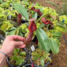 Load image into Gallery viewer, #1 N. {[(lowii x boschiana) x veitchii] x [(veitchii x maxima) x veitchii]} x edwardsiana EP SPECIMEN
