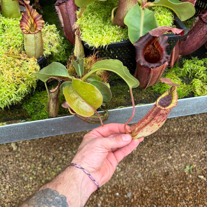 N. minima x truncata -squat RE-0104