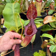 Load image into Gallery viewer, N. (lowii x ventricosa) x nebularum EP LARGE
