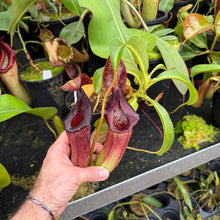 Load image into Gallery viewer, N. (lowii x ventricosa) x nebularum EP LARGE
