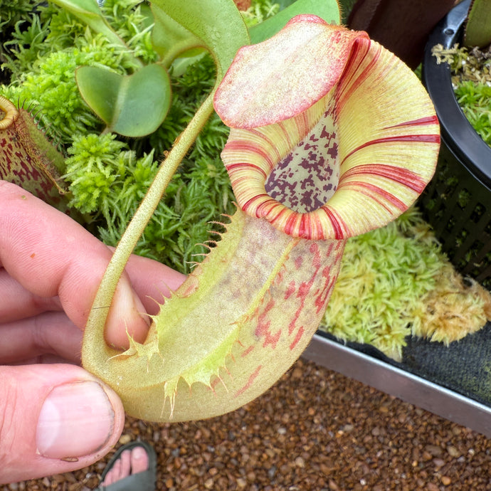 #2 N. [(lowii x veitchii) x Tiveyi] x veitchii ‘Red Tiger’ RE-0120