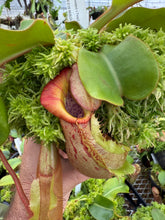 Load image into Gallery viewer, #4 N. [(lowii x veitchii) x Tiveyi] x veitchii ‘Red Tiger’ RE-0120
