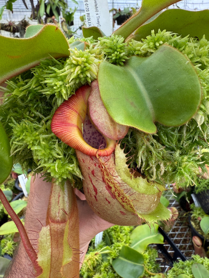 #4 N. [(lowii x veitchii) x Tiveyi] x veitchii ‘Red Tiger’ RE-0120