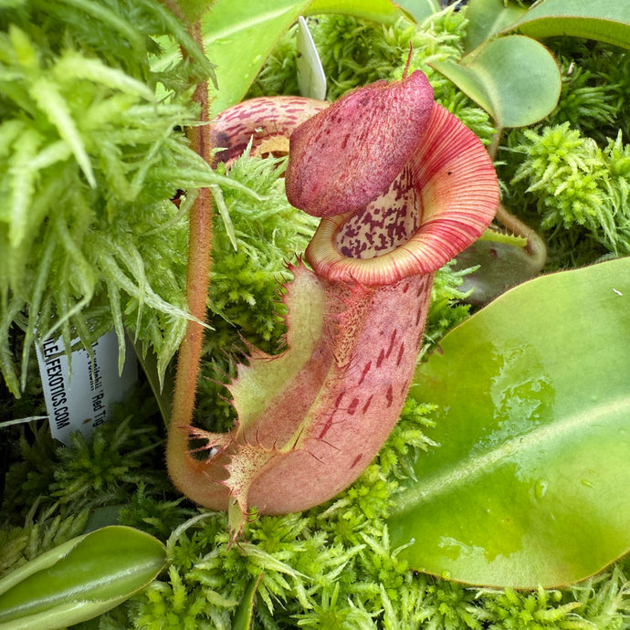 #3 N. [(lowii x veitchii) x Tiveyi] x veitchii ‘Red Tiger’ RE-0120
