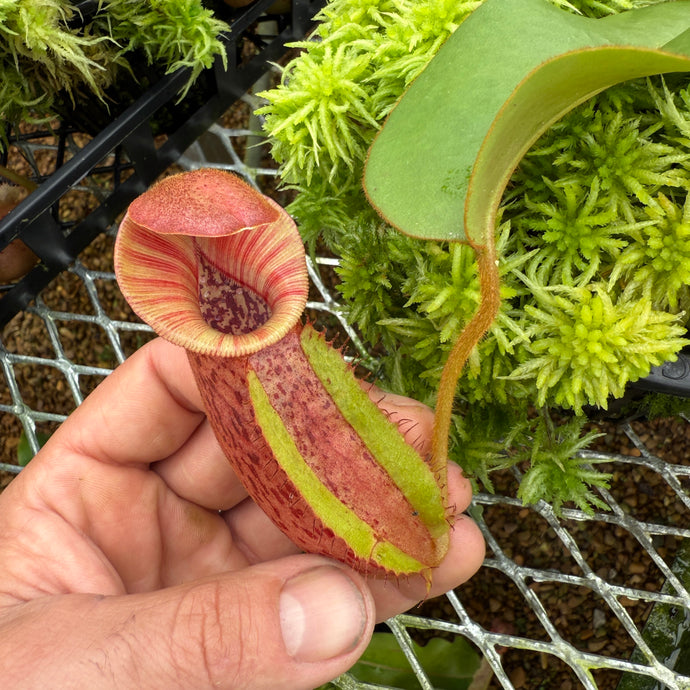 #5 N. [(lowii x veitchii) x Tiveyi] x veitchii ‘Red Tiger’ RE-0120