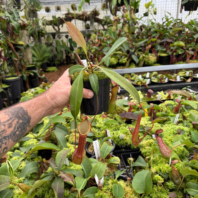N. graciliflora (d) EP - Rooted Cutting