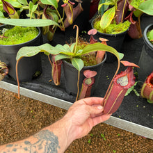 Load image into Gallery viewer, #1 N. [(lowii x veitchii) x boschiana] x (izumieae x veitchii) RE-0025
