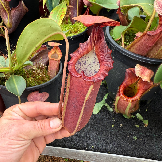 #1 N. [(lowii x veitchii) x boschiana] x (izumieae x veitchii) RE-0025