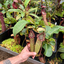 Load image into Gallery viewer, #1 N. (lowii x veitchii) x boschiana] x [(veitchii x maxima) x veitchii]} x platychila RE-0009
