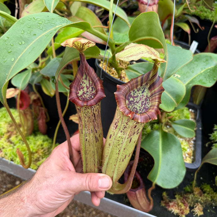 #1 N. (lowii x veitchii) x boschiana] x [(veitchii x maxima) x veitchii]} x platychila RE-0009