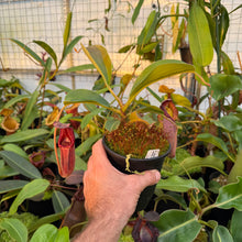 Load image into Gallery viewer, #8 N. (LVBxVMV) x {[(lowii x veitchii) x boschiana]  x burbidgeae} RE-0024
