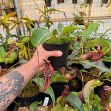 Load image into Gallery viewer, #1 N. (LVBxVMV) x {[(lowii x veitchii) x boschiana]  x burbidgeae} RE-0024
