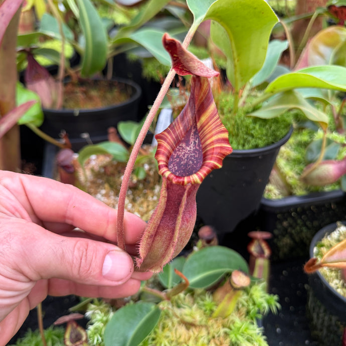 #1 N. (LVBxVMV) x {[(lowii x veitchii) x boschiana]  x burbidgeae} RE-0024