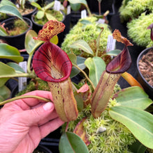 Load image into Gallery viewer, #4 N. (veitchii x burbidgeae) x {[(lowii x veitchii) x boschiana] x [(veitchii x maxima) x veitchii]} RE-0005
