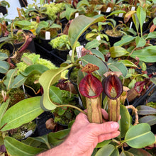 Load image into Gallery viewer, #4 N. (veitchii x burbidgeae) x {[(lowii x veitchii) x boschiana] x [(veitchii x maxima) x veitchii]} RE-0005
