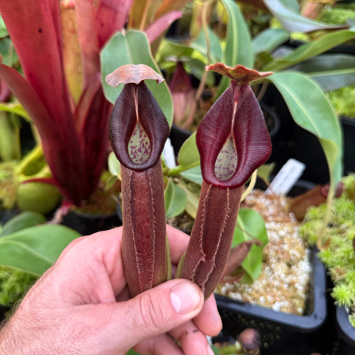 #1 N. [(lowii x veitchii) x boschiana] x (izumieae x veitchii) RE-0025
