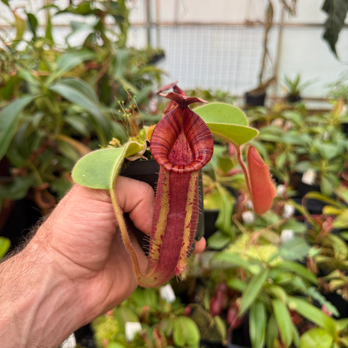 N. [(lowii x veitchii) x boschiana] x veitchii 'Candy Dreams RE-0092  NEW GREX