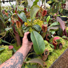Load image into Gallery viewer, #1 N. [(Rokko ‘Exotica’ x boschiana) x veitchii] x [(veitchii x maxima) x veitchii] EP
