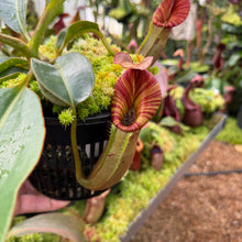 Load image into Gallery viewer, #1 N. [(Rokko ‘Exotica’ x boschiana) x veitchii] x [(veitchii x maxima) x veitchii] EP
