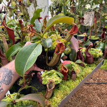 Load image into Gallery viewer, #1 N. [(Rokko ‘Exotica’ x boschiana) x veitchii] x [(veitchii x maxima) x veitchii] EP
