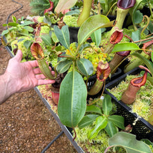 Load image into Gallery viewer, #1 N. [(Rokko ‘Exotica’ x boschiana) x veitchii] x [(veitchii x maxima) x veitchii] EP
