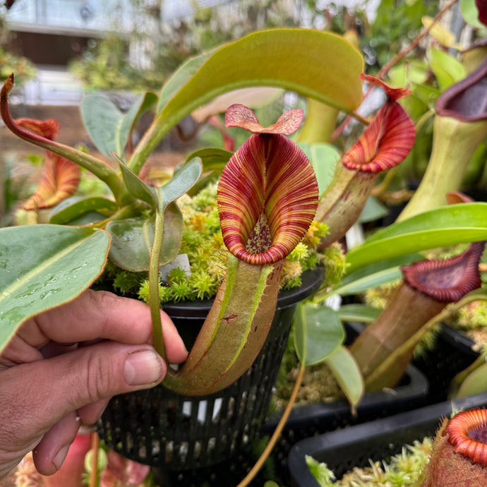 #1 N. [(Rokko ‘Exotica’ x boschiana) x veitchii] x [(veitchii x maxima) x veitchii] EP