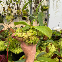 Load image into Gallery viewer, #2 N. northiana x nebularum RE-0125
