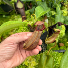 Load image into Gallery viewer, #2 N. northiana x nebularum RE-0125
