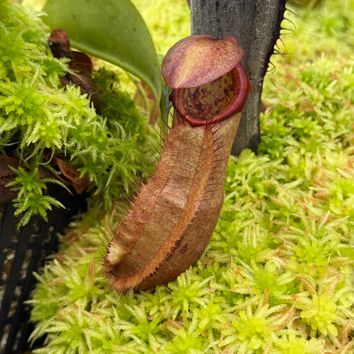 #2 N. northiana x nebularum RE-0125