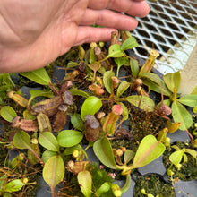 Load image into Gallery viewer, N. (veitchii x burbidgeae) x nebularum RE-0164
