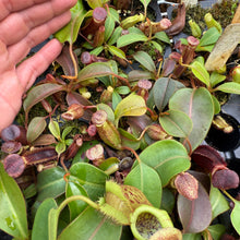 Load image into Gallery viewer, N. (veitchii x burbidgeae) x (Robcantleyi x ovata)  RE-0163
