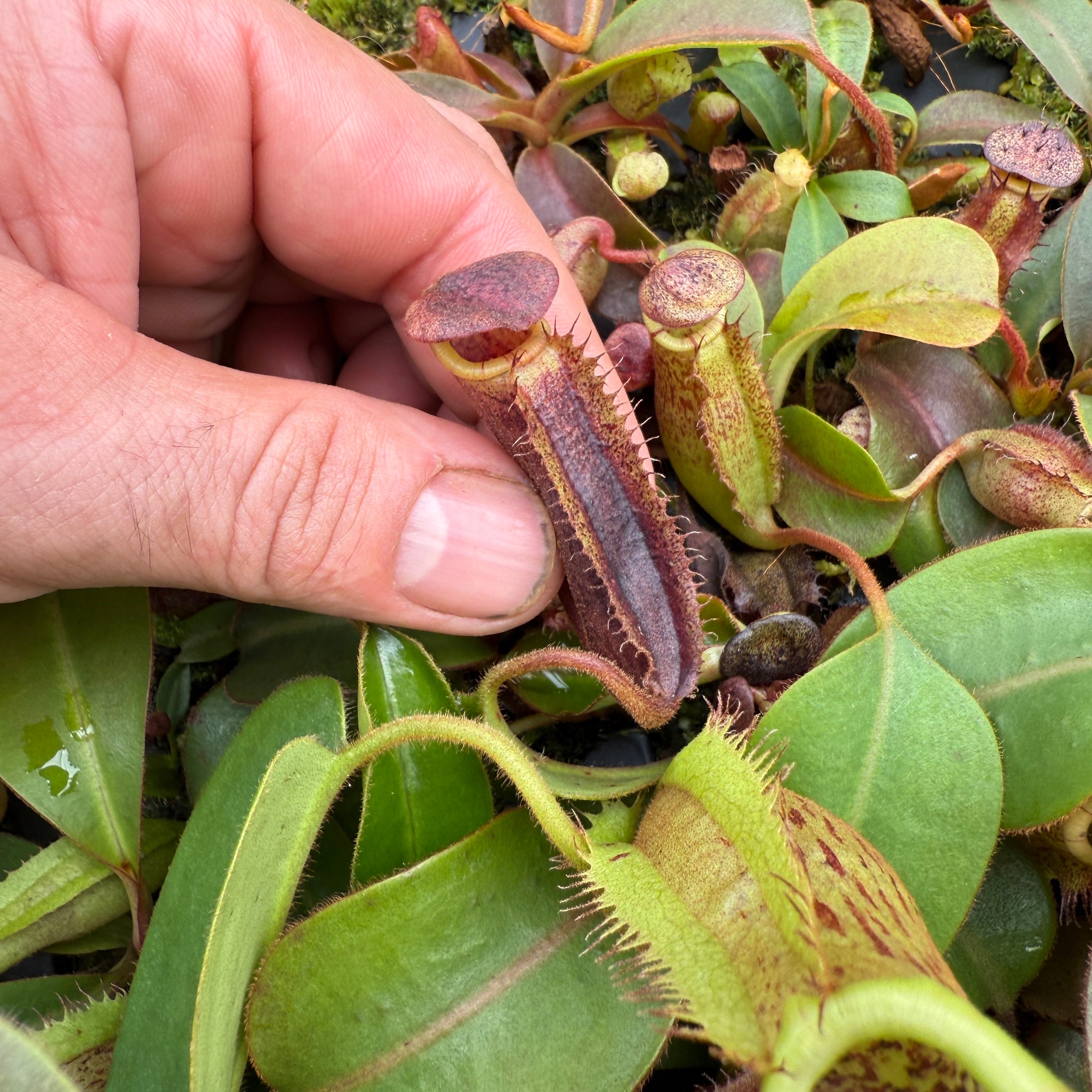 Nepenthes villosa x lowii - Redleaf Exotics – RedLeaf Exotics