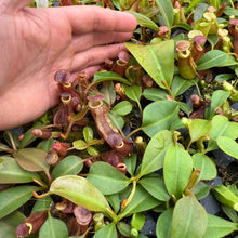 Load image into Gallery viewer, N. (veitchii x burbidgeae) - pink x veitchii &#39;Candy Dreams&#39; RE-0162
