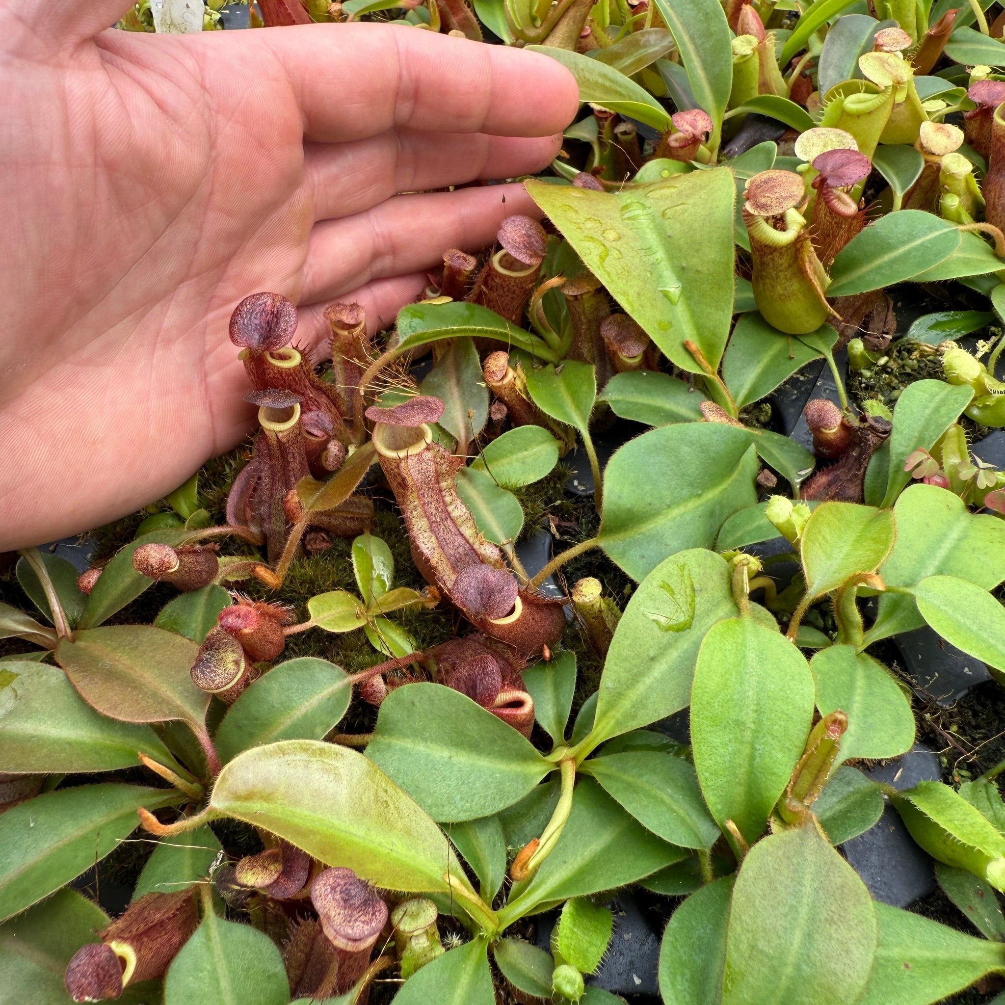 Nepenthes (veitchii x burbidgeae) x nebularum - Redleaf Exotics