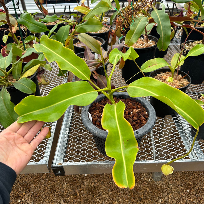 N. truncata x ephippiata (b)-Rooted cutting