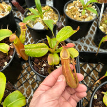 Load image into Gallery viewer, N. truncata – giant x macrophylla EP
