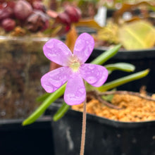 Load image into Gallery viewer, Pinguicula &#39;Pirouette&#39; -  Mexican Butterwort
