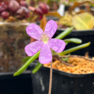 Pinguicula 'Pirouette' -  Mexican Butterwort