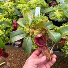 Load image into Gallery viewer, #1 N. [spectabilis x (northiana x veitchii)] x {[(Rokko ‘Exotica x boschiana) x veitchii] x edwardsiana} RE-0155
