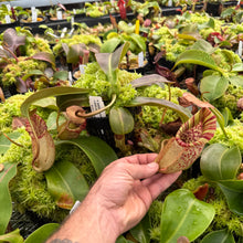 Load image into Gallery viewer, #1 N. [spectabilis x (northiana x veitchii)] x veitchii (m) #98 RE-0127
