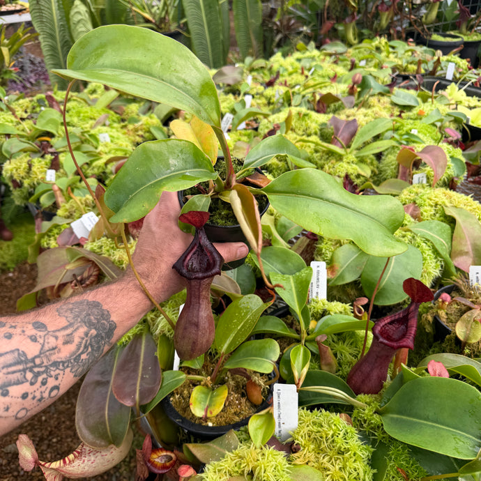 N. {(ventricosa x sibuyanensis) x [ventricosa x (lowii x ventricosa)]} x truncata EP - Rooted cuttings