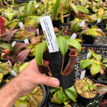 Load image into Gallery viewer, N. {[(lowii x veitchii) x boschiana] x [(veitchii x maxima) x veitchii] – squat x edwardsiana} EP
