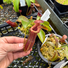 Load image into Gallery viewer, N. {[(lowii x veitchii) x boschiana] x [(veitchii x maxima) x veitchii] – squat x edwardsiana} EP
