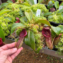 Load image into Gallery viewer, #1 N. [spectabilis x (northiana x veitchii)] x {[(Rokko ‘Exotica x boschiana) x veitchii] x edwardsiana} RE-0155
